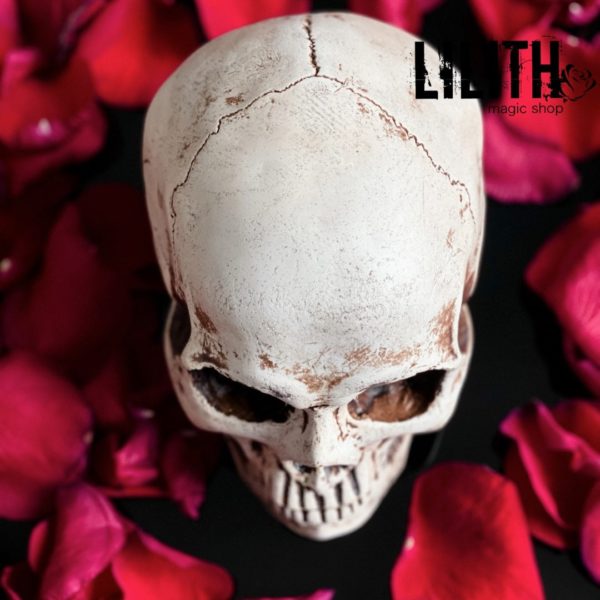 Gypsum Skull – Clear Varnish Finish