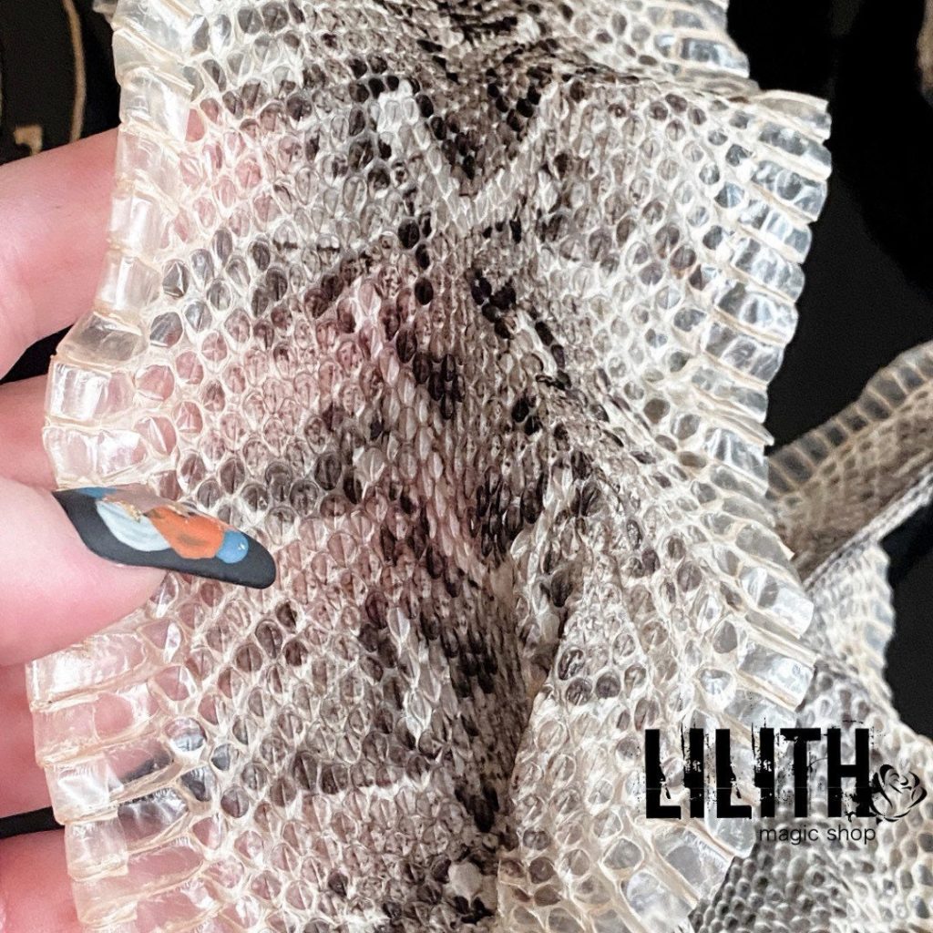 Viper Snake Skin Snakeskin of Puff Adder for Rituals, Spells, Amulets